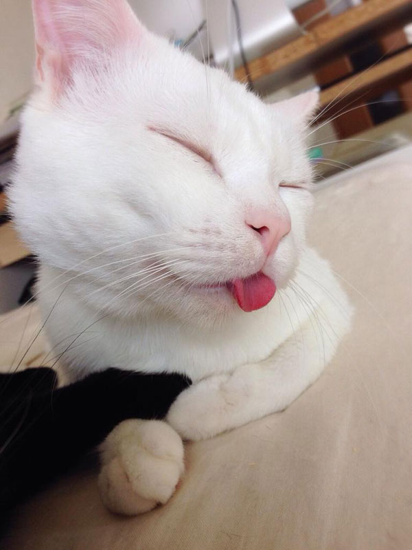 setsu-chan-cat-gatita-sueño