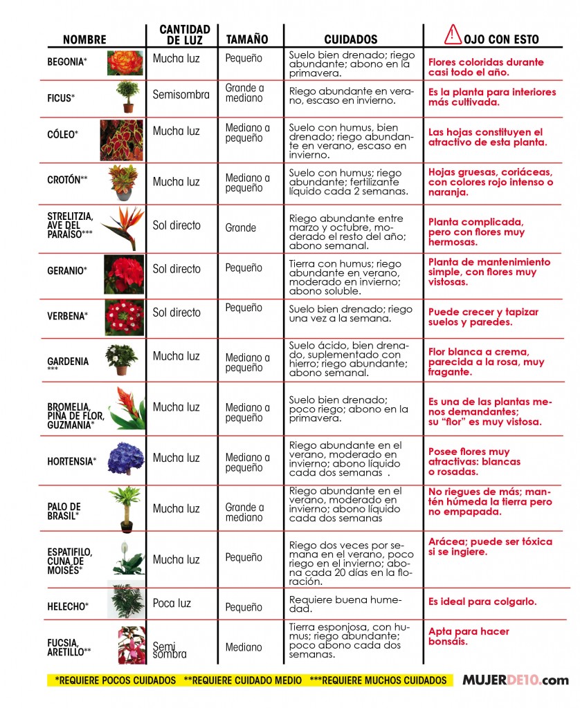 cuáles-son-las-mejores-plantas-para-dentro-de-la-casa