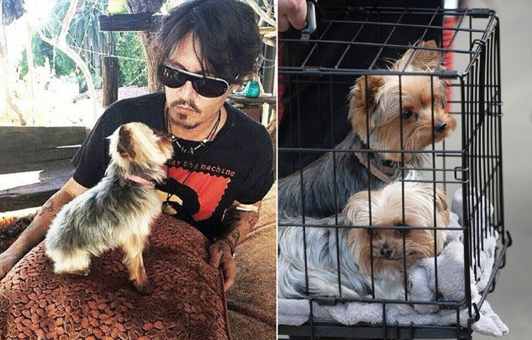 Johnny-Depp-perros