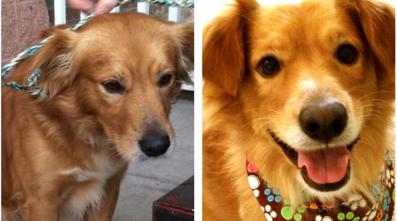 antes-y-despues-mascotas-adoptadas-que-te-robaran-el-corazon-1