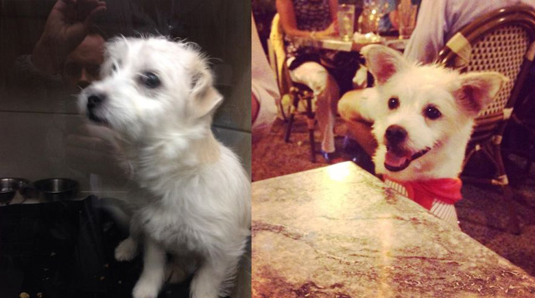 antes-y-despues-mascotas-adoptadas-que-te-robaran-el-corazon-10