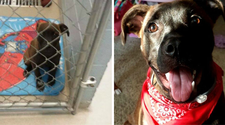 antes-y-despues-mascotas-adoptadas-que-te-robaran-el-corazon-11