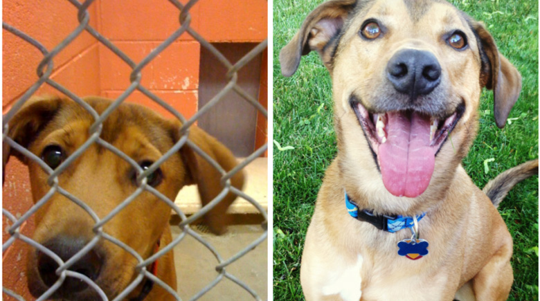 antes-y-despues-mascotas-adoptadas-que-te-robaran-el-corazon-12
