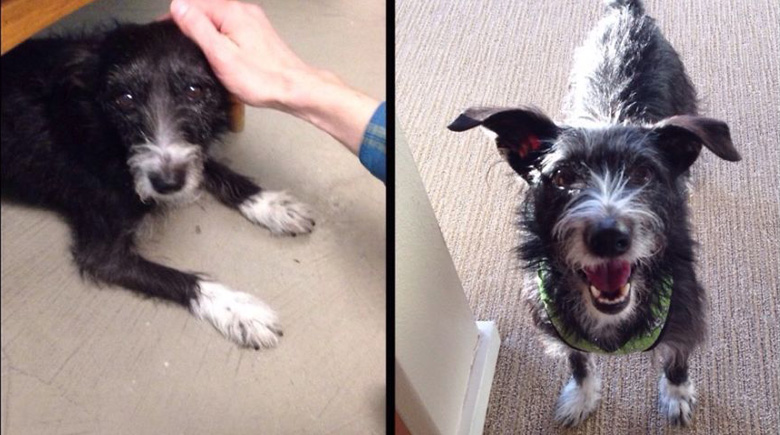 antes-y-despues-mascotas-adoptadas-que-te-robaran-el-corazon-13