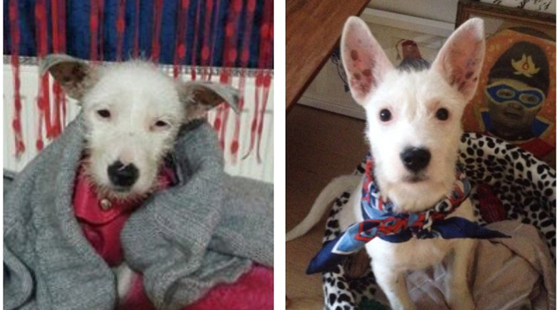 antes-y-despues-mascotas-adoptadas-que-te-robaran-el-corazon-14