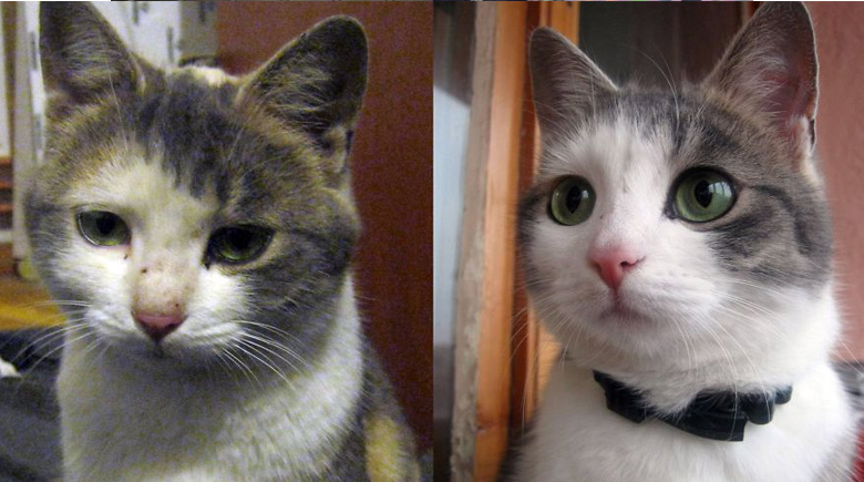 antes-y-despues-mascotas-adoptadas-que-te-robaran-el-corazon-15