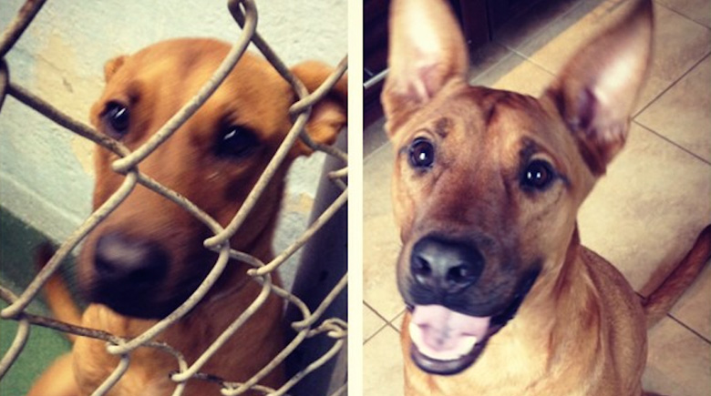 antes-y-despues-mascotas-adoptadas-que-te-robaran-el-corazon-17