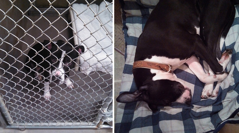 antes-y-despues-mascotas-adoptadas-que-te-robaran-el-corazon-19