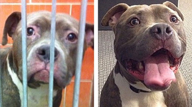 antes-y-despues-mascotas-adoptadas-que-te-robaran-el-corazon-2