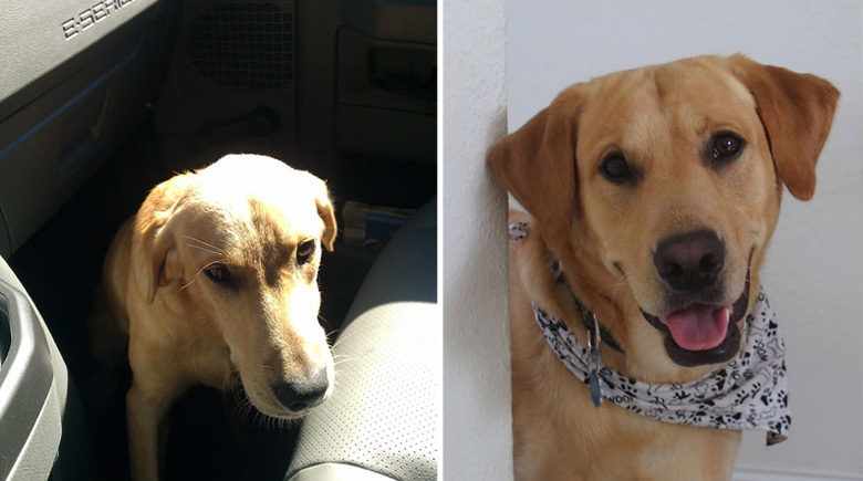 antes-y-despues-mascotas-adoptadas-que-te-robaran-el-corazon-20