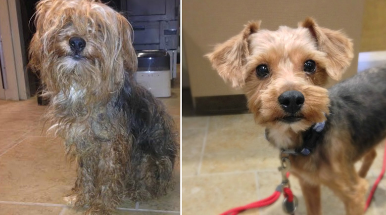 antes-y-despues-mascotas-adoptadas-que-te-robaran-el-corazon-21