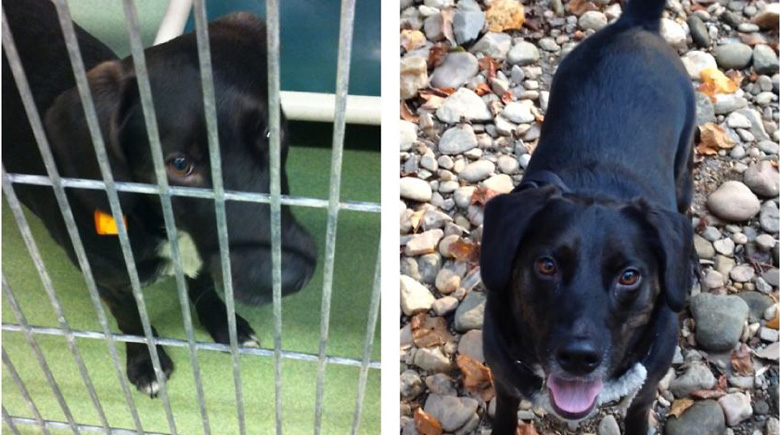 antes-y-despues-mascotas-adoptadas-que-te-robaran-el-corazon-6