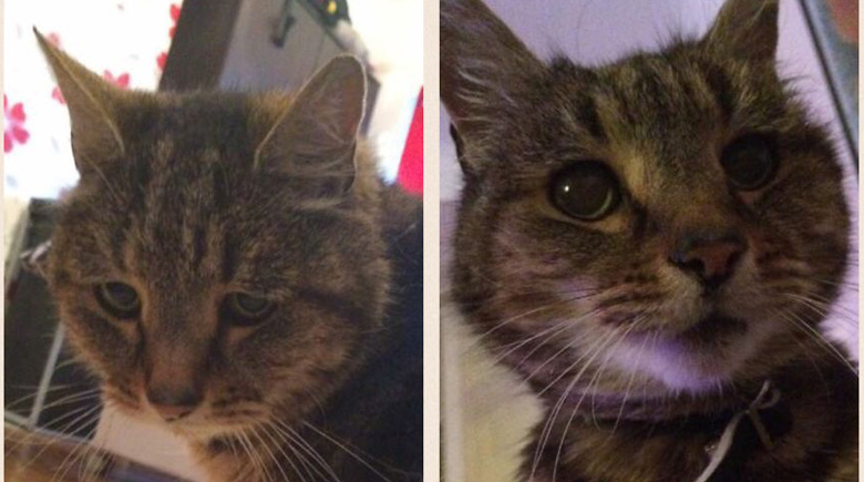 antes-y-despues-mascotas-adoptadas-que-te-robaran-el-corazon-8
