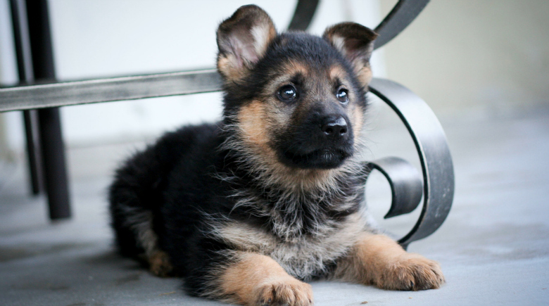 Las 5 mejores razas de perros para una mujer soltera 1