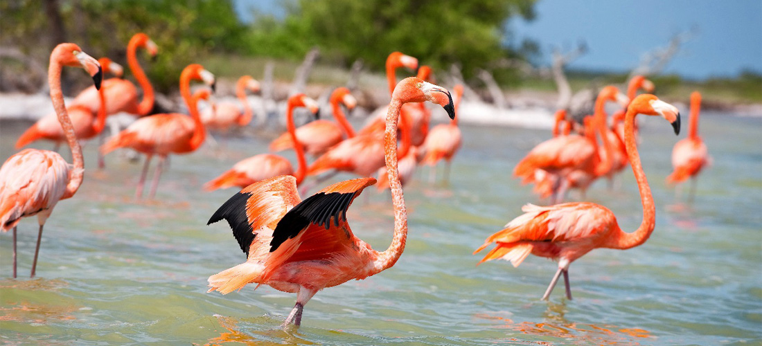 flamingos