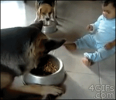 Dog+vs+baby