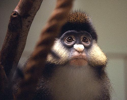 WhoAmI-LesserWhite-nosedGuenon-WeirdMonkey_Face