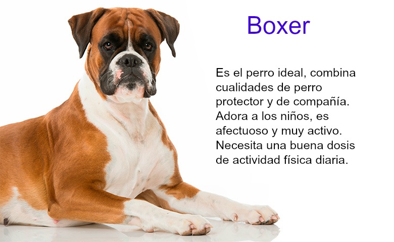 boxer1