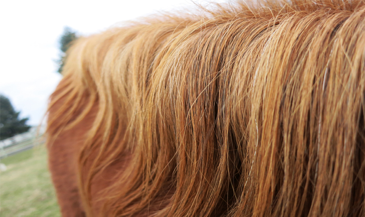 shampoo-para-caballos