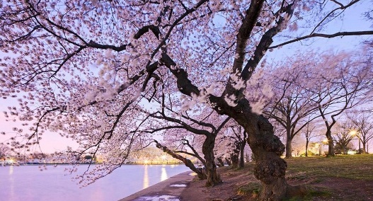 japon