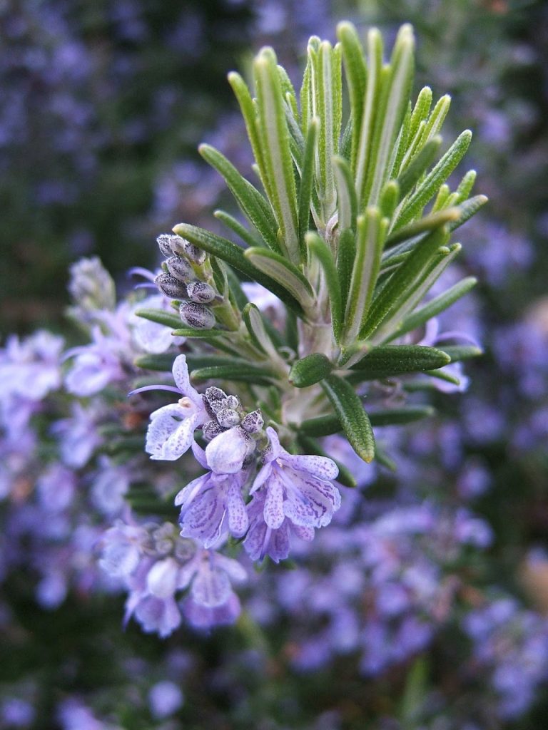 rituales de primavera