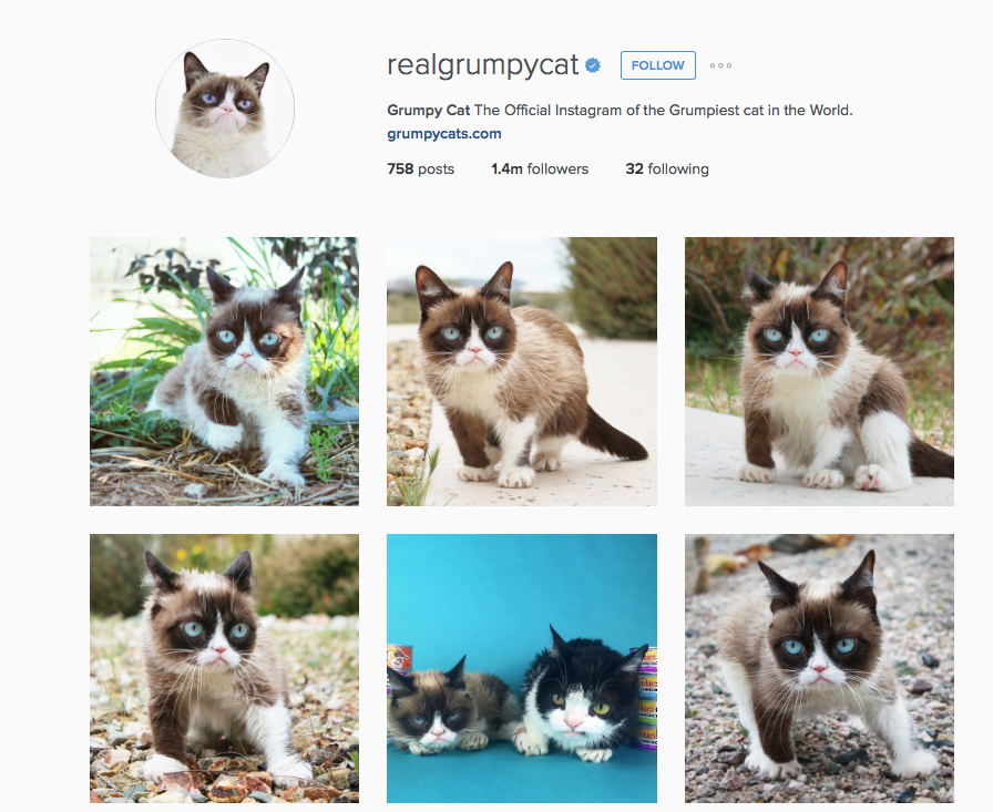 Instagram mascotas