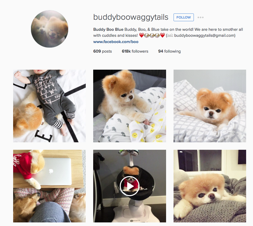 Instagram mascotas