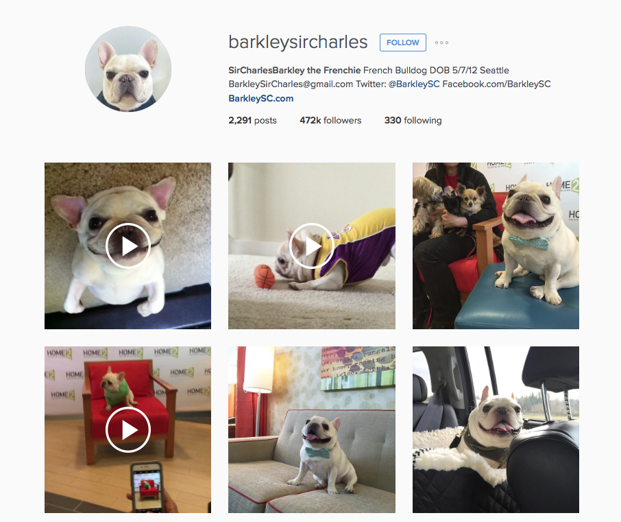 Instagram mascotas