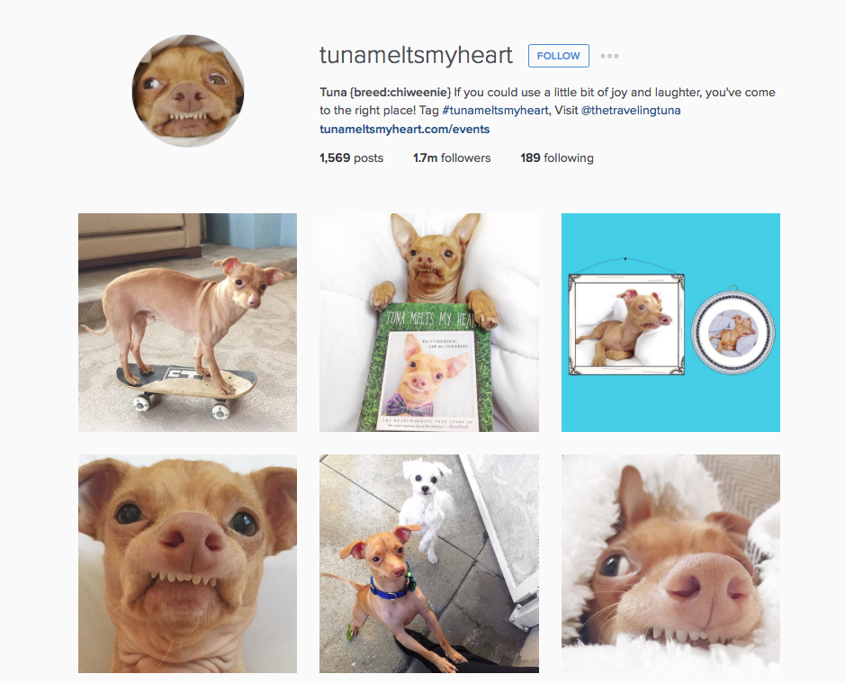 Instagram mascotas