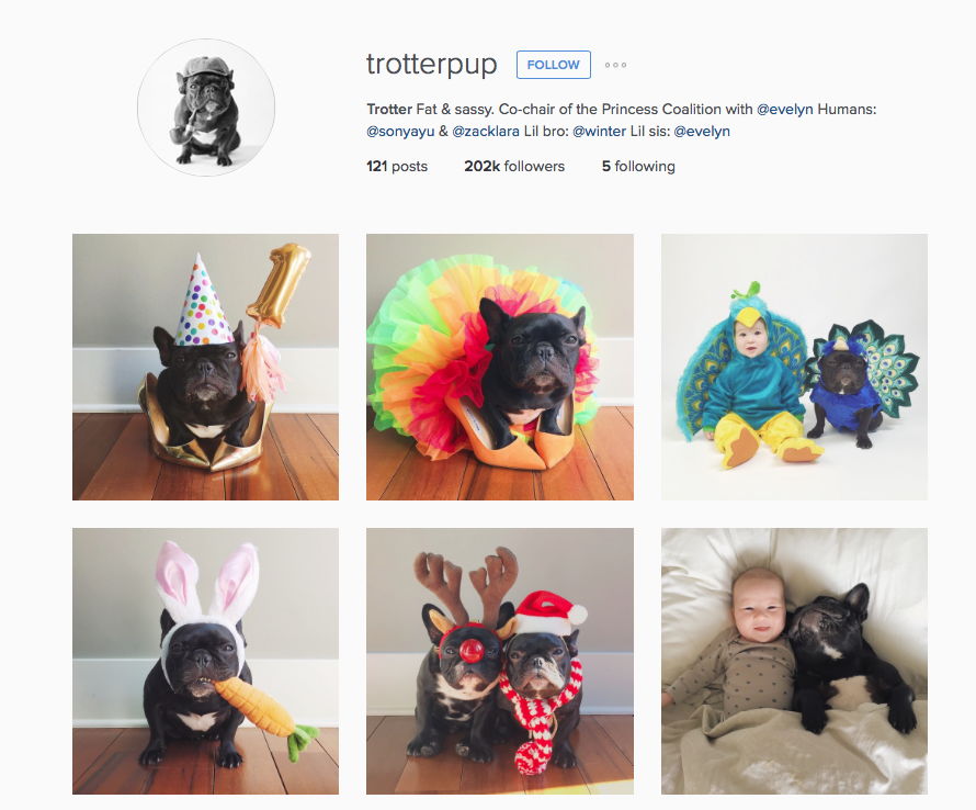 Instagram mascotas