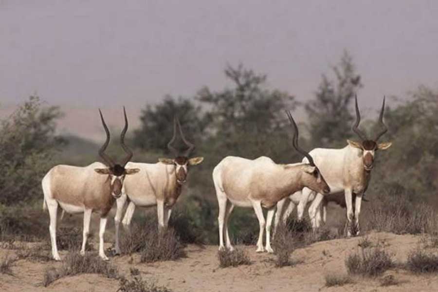 addax