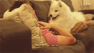 cute-gif-dog-couch-owner