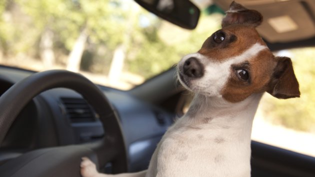 Jack Russell Terrier Dog Enjoying a Car Ride.