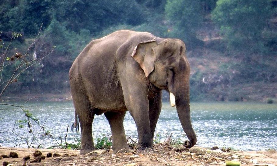 elefante-de-sumatra