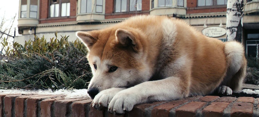 hachi-waiting.jpg