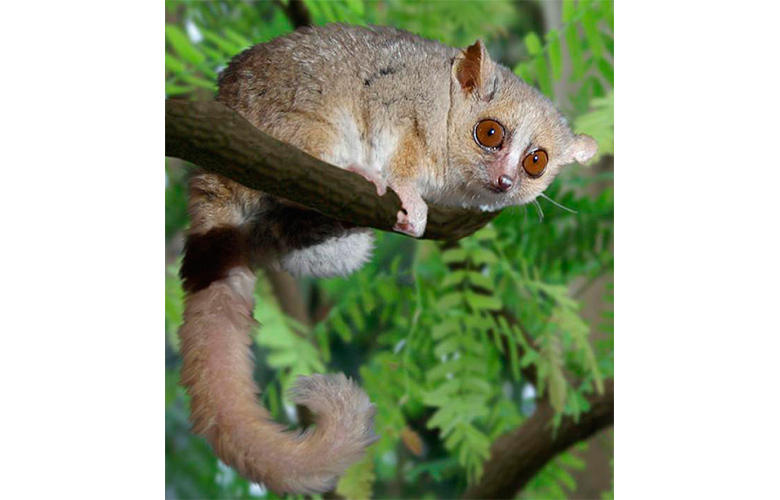 lemur-norteño