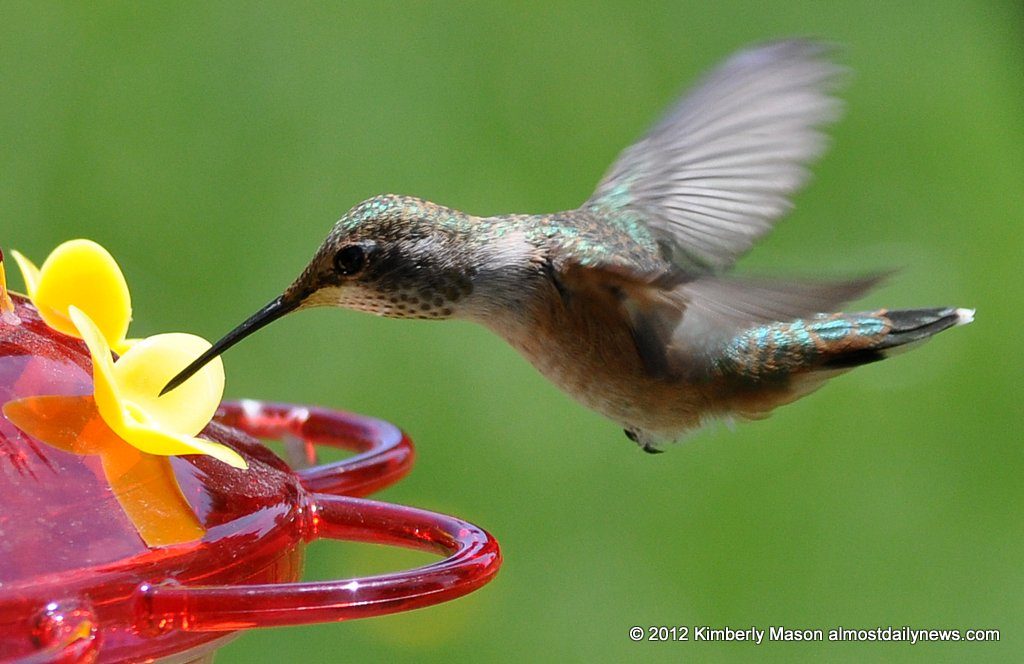 nectar colibri