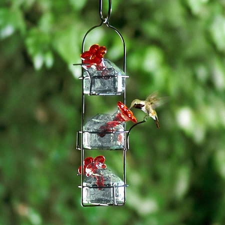 nectar colibri