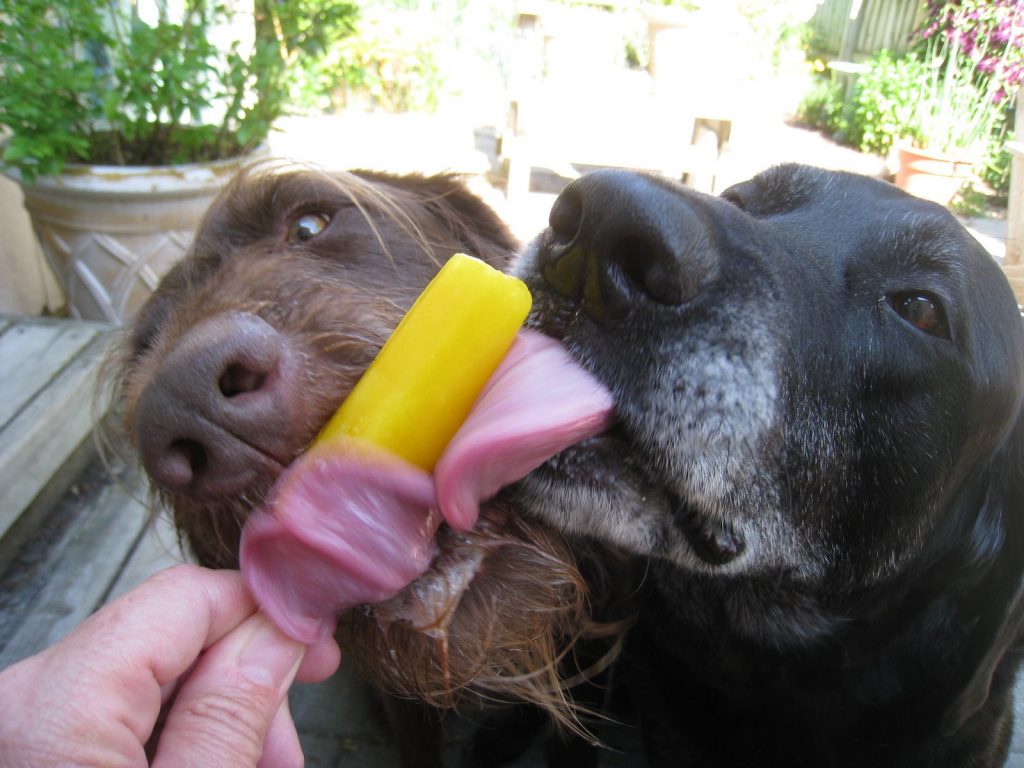 paletas-premios-congelados-perro1JPG