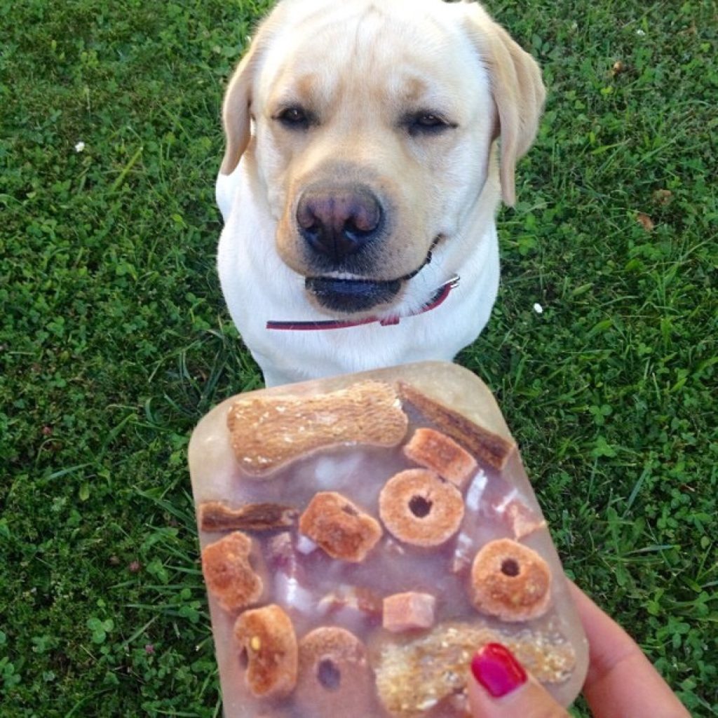 paletas-premios-congelados-perro1JPG