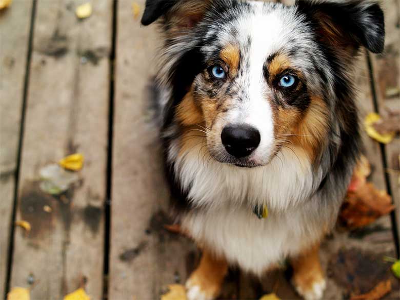 perros-Australian-Shepherd