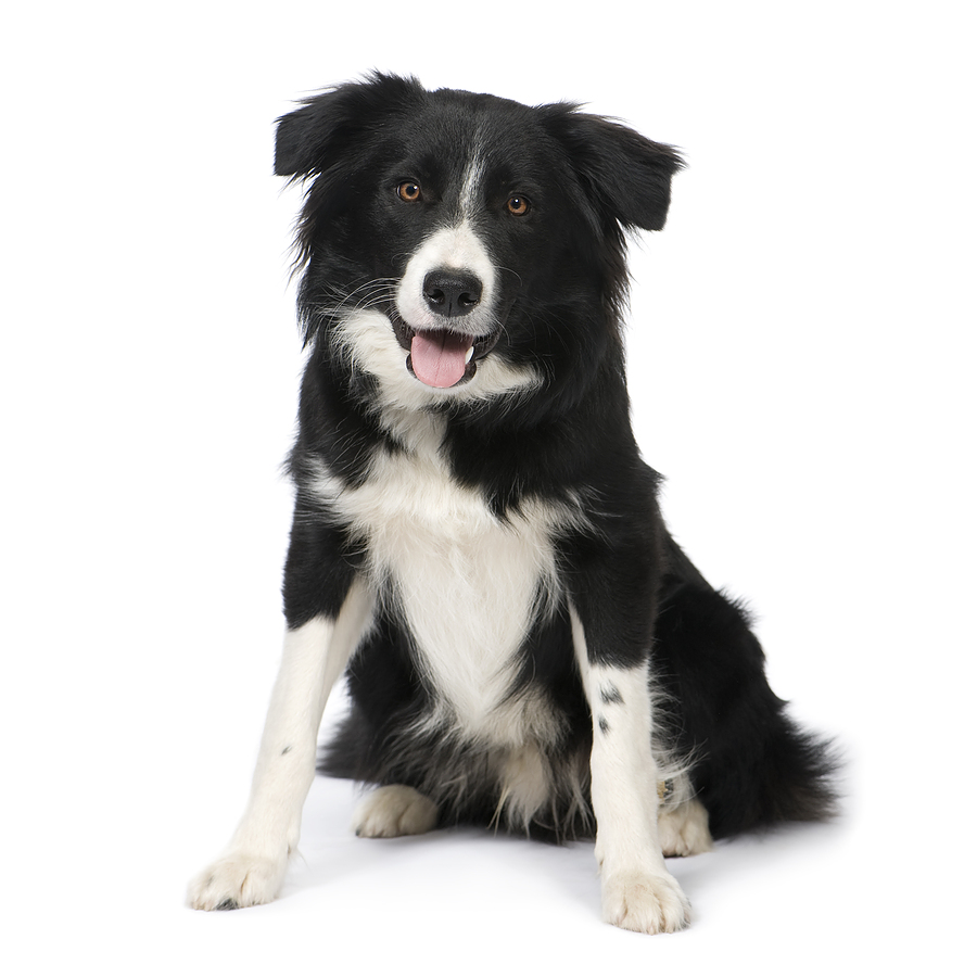 Border Collie Breed (9 months) in front of a white background