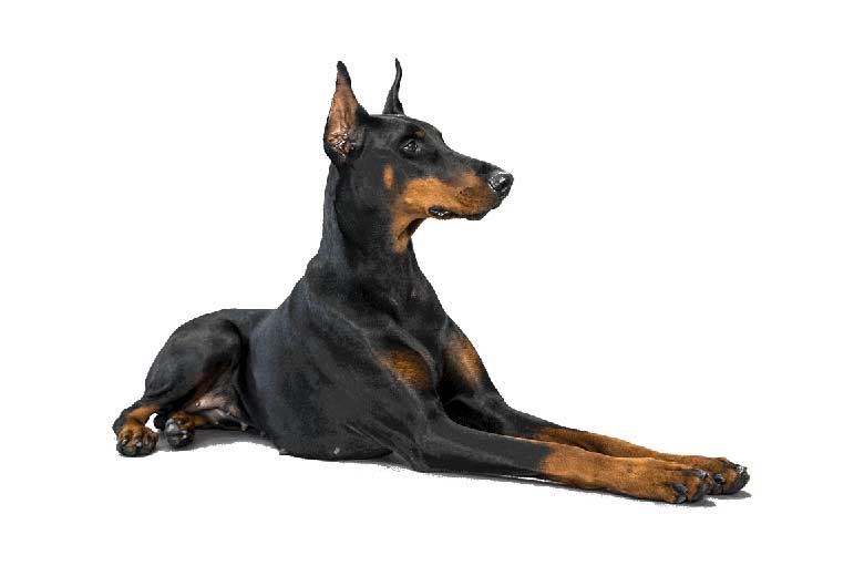 perros-DobermanPinscher