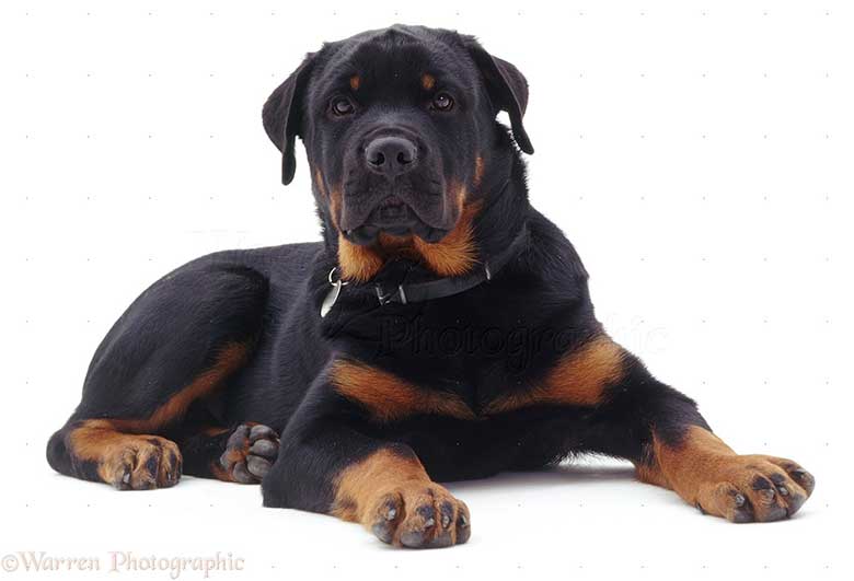 perros-Rottweiler