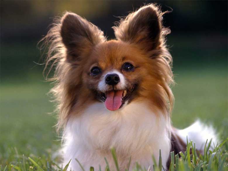 perros-papillons-2