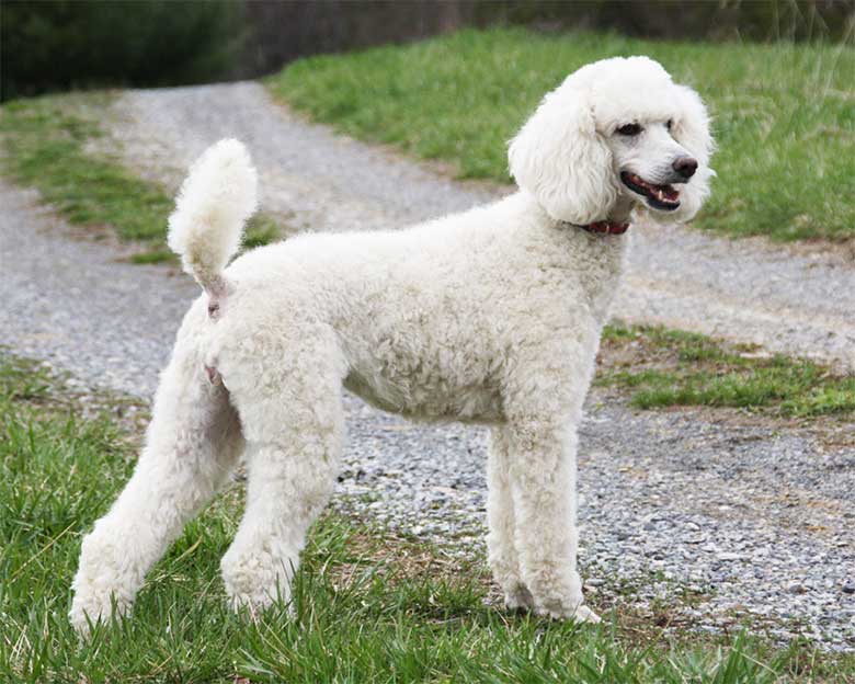 perros-poodle