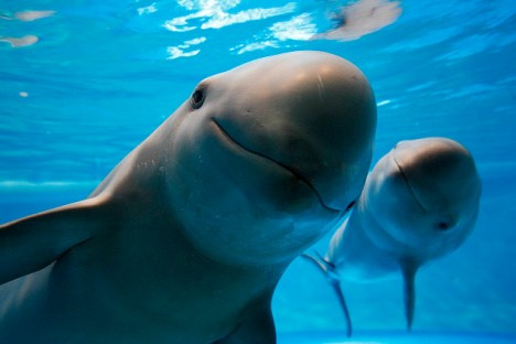 vaquita