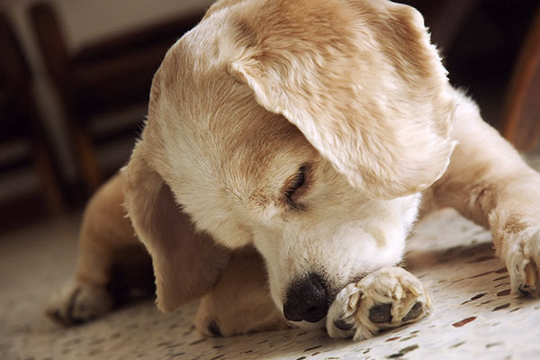 Dog-chewing-paws