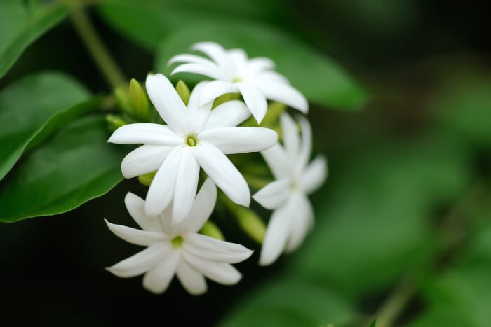 Jasmine-Meaning