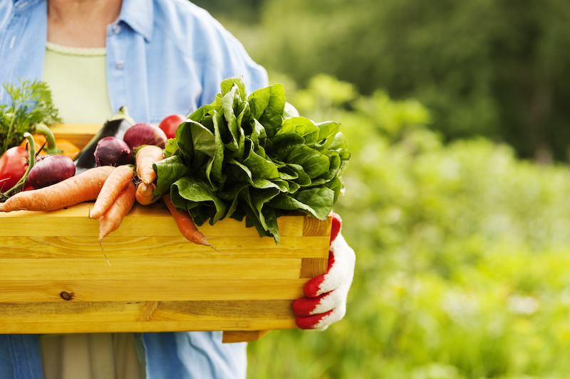 alimento orgánico